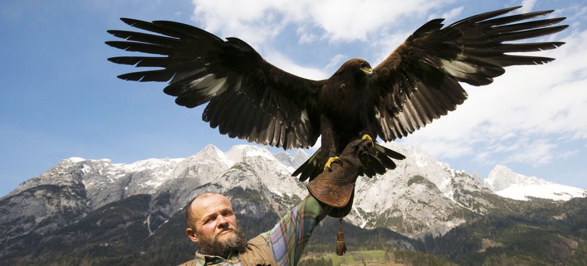 Foto: älterer Mann (Falkner) mit Blick zum Betrachter hält einen Adler mit ausgebreiteten Flügel auf seinem rechten ausgesteckten Arm mit Handschuh in die Höhe. Beschneiter Bergipfel und Himmel im Hintergrund.